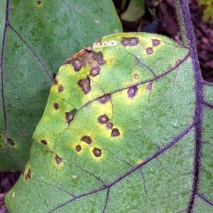 uploads/images/disease/Leaf spot  of brinjal.jpg